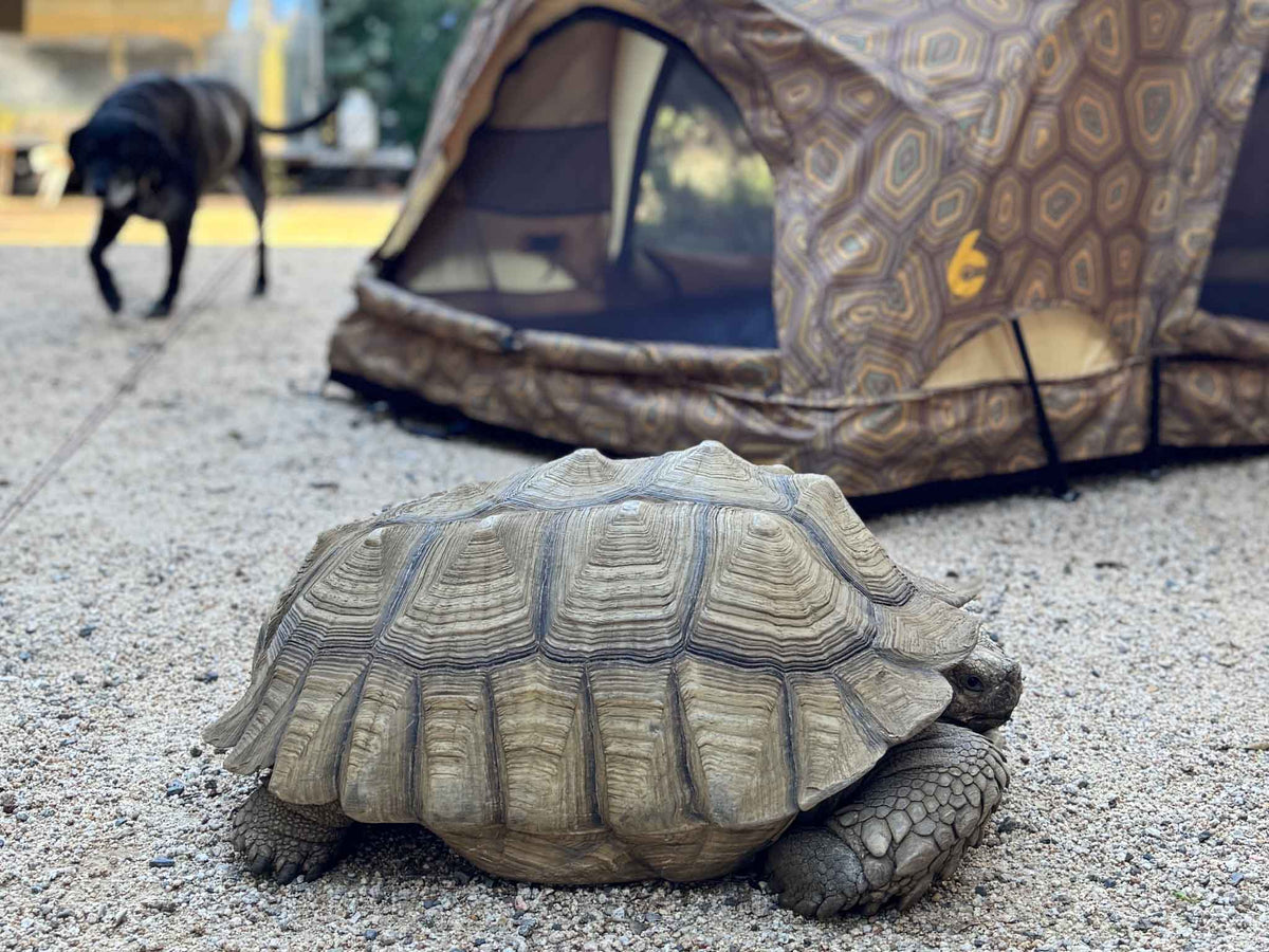 C6 Outdoor REV Tent — Shellter